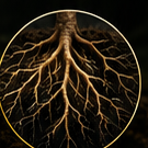 Close up akar