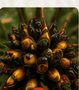 Buah kecil