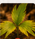 Daun kuning